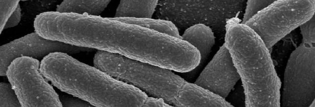 chlorine's effect on bacteria in the gut