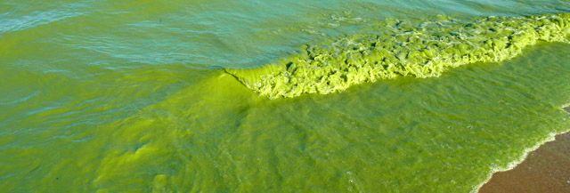 algal blooms affecting drinking water